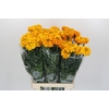 Tagetes Marigold Promise Light Orange