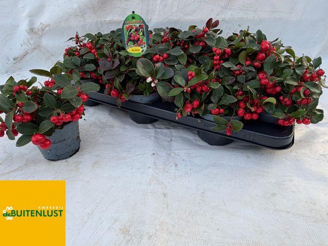 <h4>GAULTH PR BIG BERRY P11</h4>