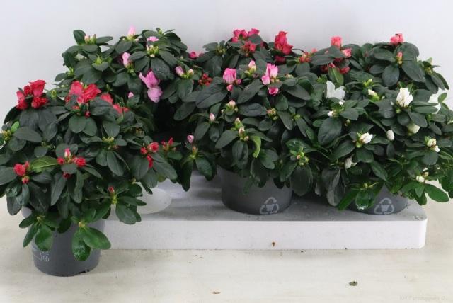 <h4>Rhodo Si Vogel Gem</h4>