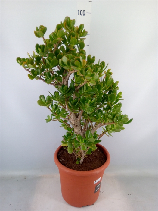 <h4>Crassula ovata</h4>