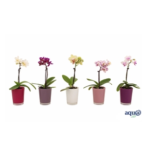 Glaspot Fay Tiny Dolls Mix 1T7+