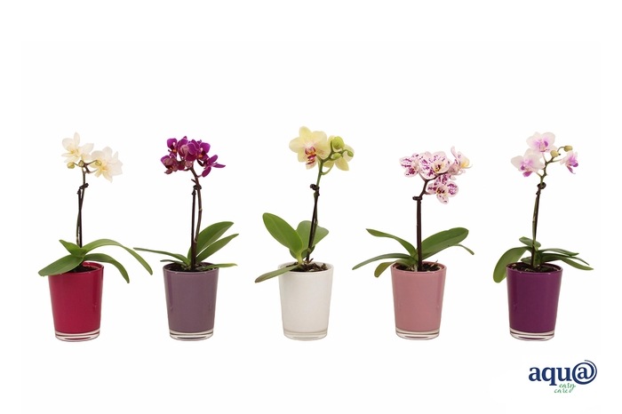 <h4>Glaspot Fay Tiny Dolls Mix 1T7+</h4>