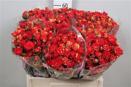 <h4>ROSA TR 'FIRE FLASH'</h4>