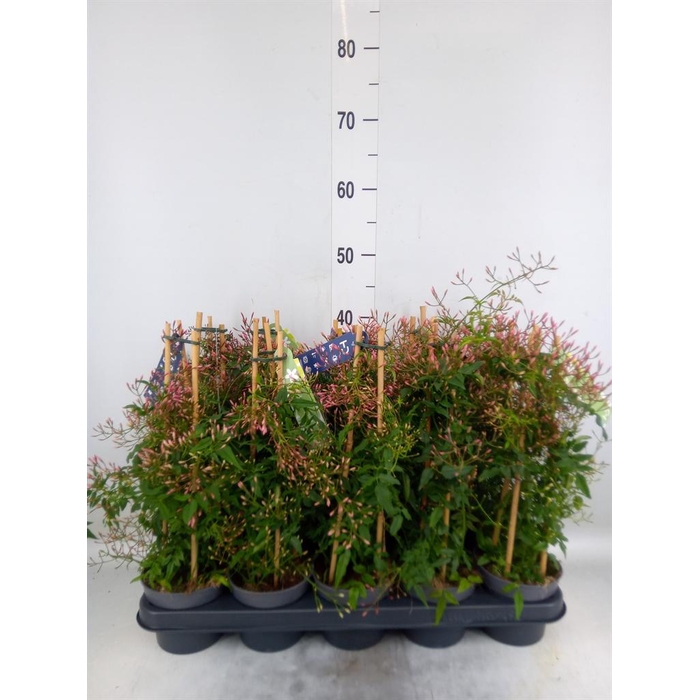 <h4>Jasminum polyanthum</h4>