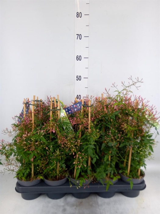 <h4>Jasminum polyanthum</h4>