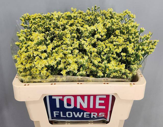 <h4>Limonium Pineapple Diamond Tonie</h4>