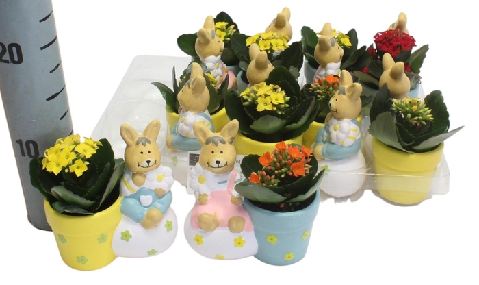 <h4>ARR KALANCHOE</h4>