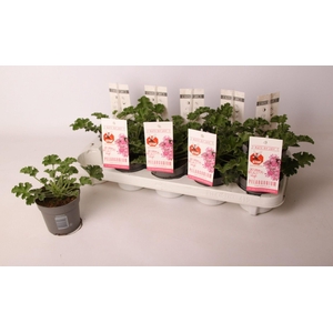 Pelargonium 'Pink Capitatum' Anti-Mosquito