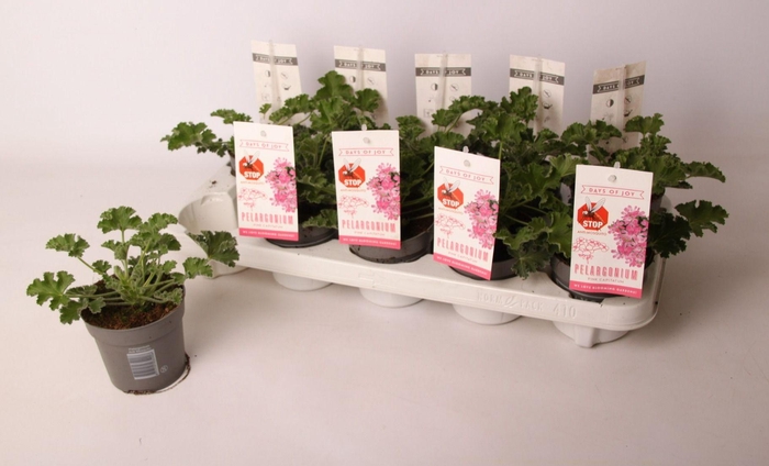 <h4>Pelargonium 'Pink Capitatum' Anti-Mosquito</h4>