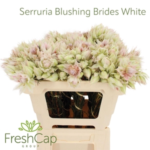 Serruria Blushing Brides White 4-5 Flwrs