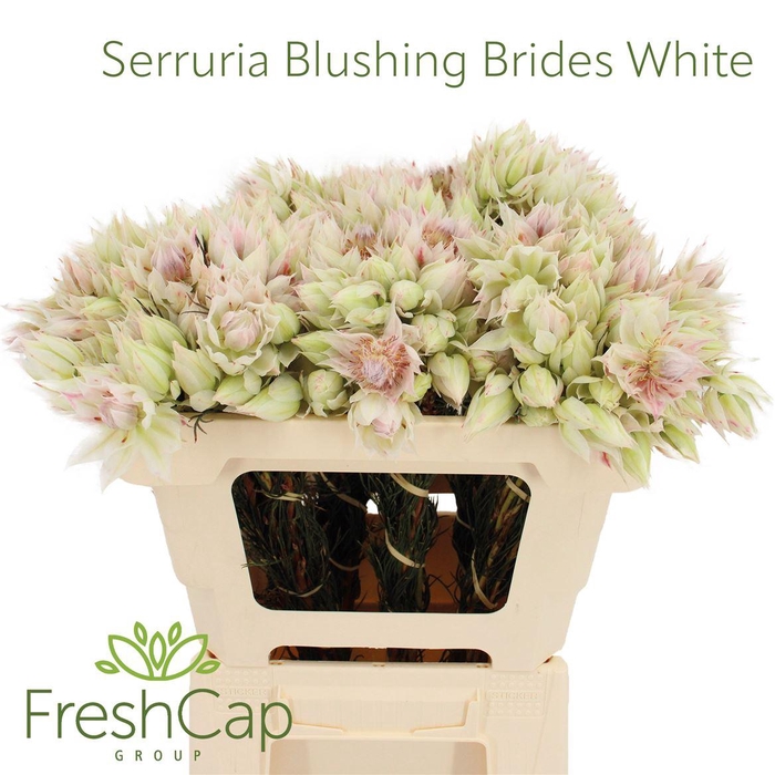 <h4>Serruria Blushing Brides White 4-5 Flwrs</h4>