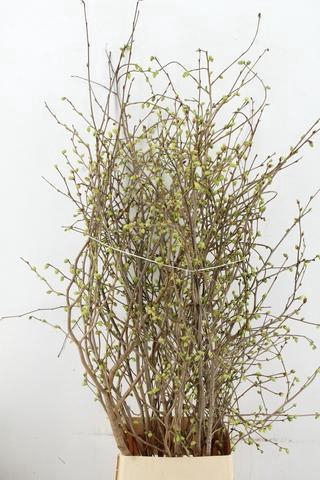 <h4>CORYLOPSIS S CYNTHIA 140CM</h4>