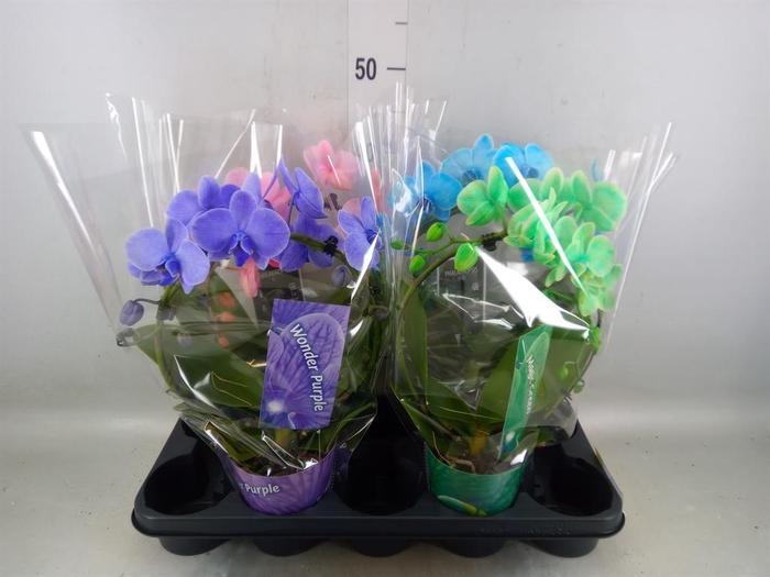 <h4>Phalaenopsis   ...</h4>