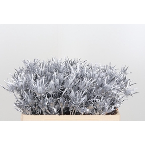 Eryn Orion Kl Bh Zilver