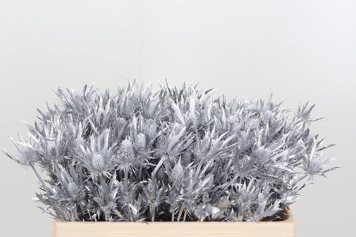 <h4>Eryn Orion Kl Bh Zilver</h4>