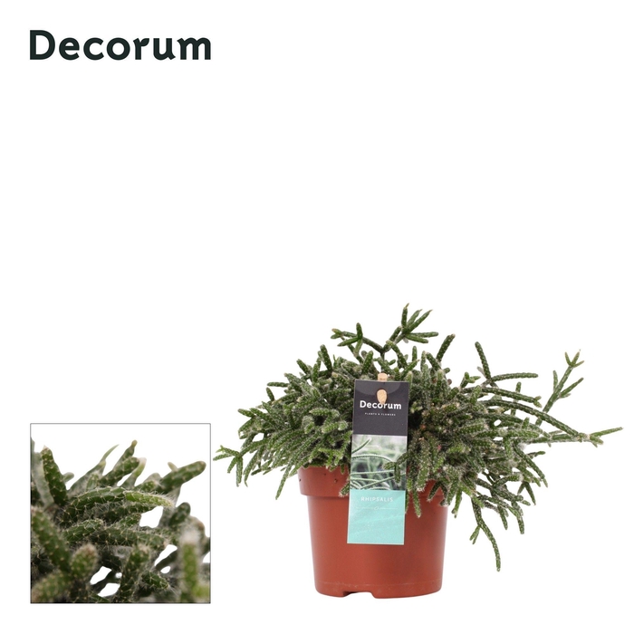 <h4>Rhipsalis pilocarpa 10,5 cm Decorum</h4>