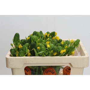 Ornithogalum Dubium Yellow Asa