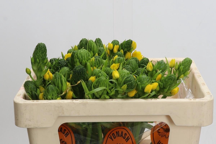 <h4>Ornithogalum Dubium Yellow Asa</h4>