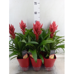 Guzvriesea  'Patricia'