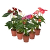 ANTHURIUM VARIADO P15 PREMIUM