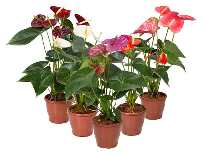 <h4>ANTHURIUM VARIADO P15 PREMIUM</h4>