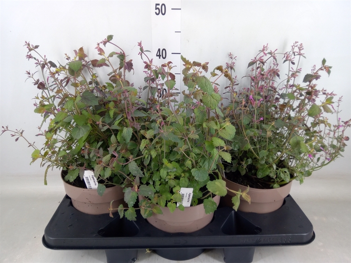 <h4>Agastache mexic.</h4>