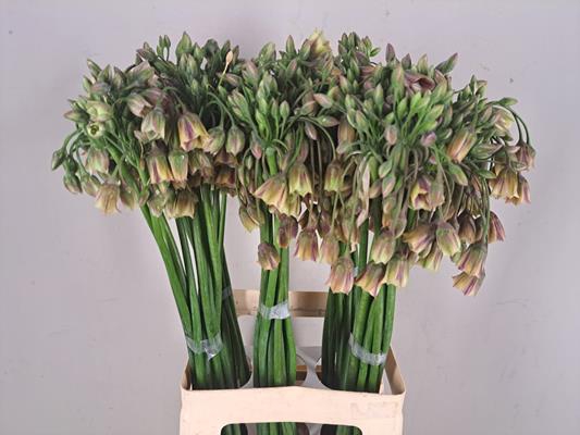 <h4>Allium Siculum</h4>