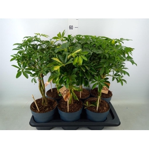 Schefflera arbor.   ...