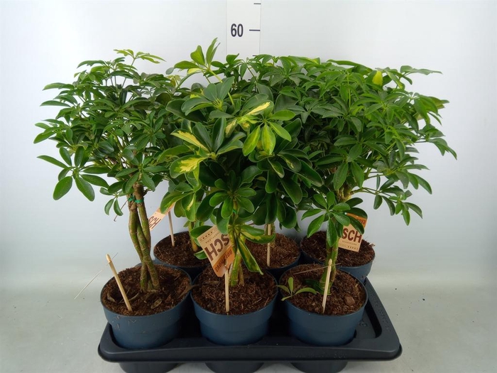 <h4>Schefflera arbor.   ...</h4>