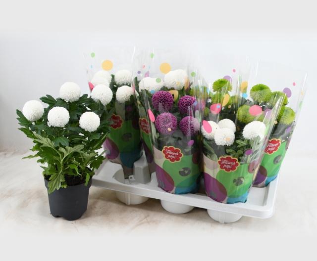 <h4>CHRYS FP GEM</h4>