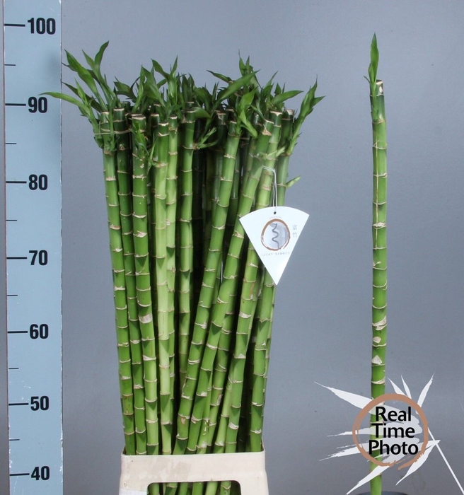 <h4>DRAC LUCKY BAMBOO</h4>