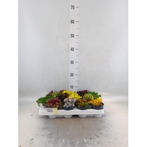 Rotsplanten   ...mix   [Rock plant]