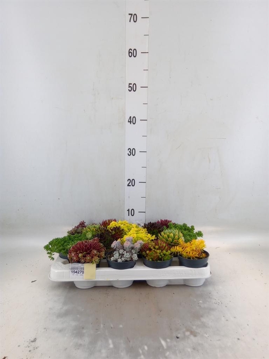 <h4>Rotsplanten   ...mix   [Rock plant]</h4>