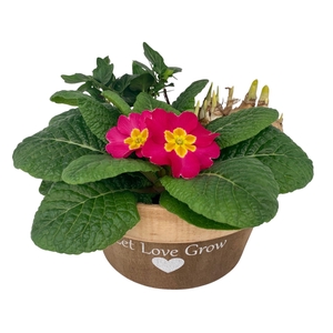 Love Rond hout 1x tet 1x hedr 1x prim 538