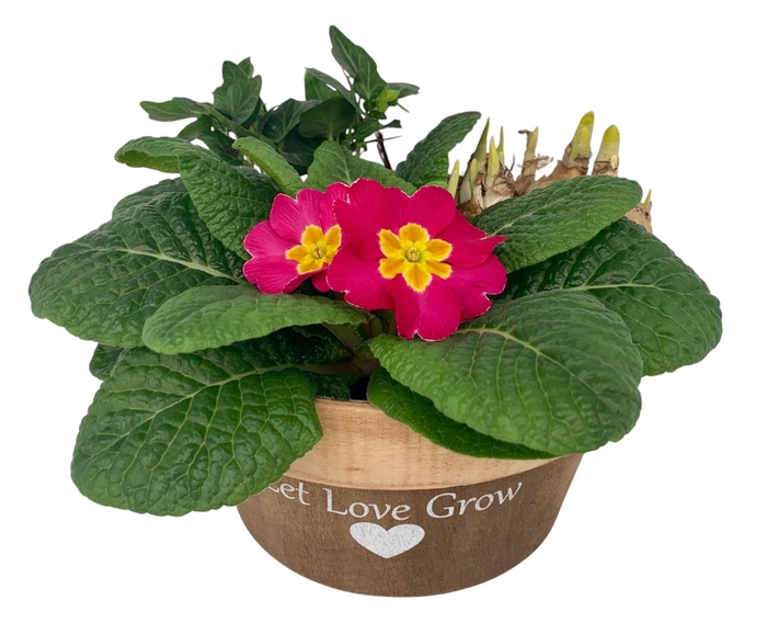 <h4>Love Rond hout 1x tet 1x hedr 1x prim 538</h4>