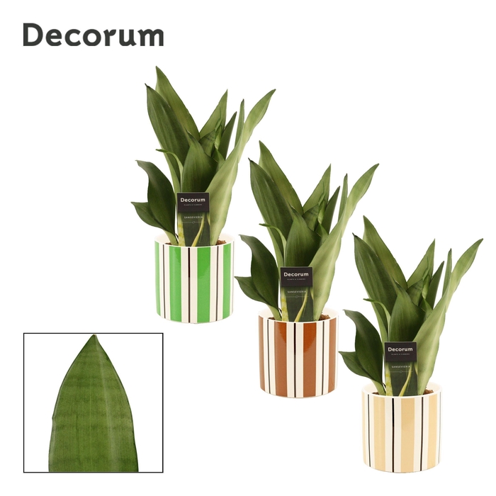 <h4>Sansevieria Moonshine 12 cm in Beau (Natural bubble-collection)</h4>