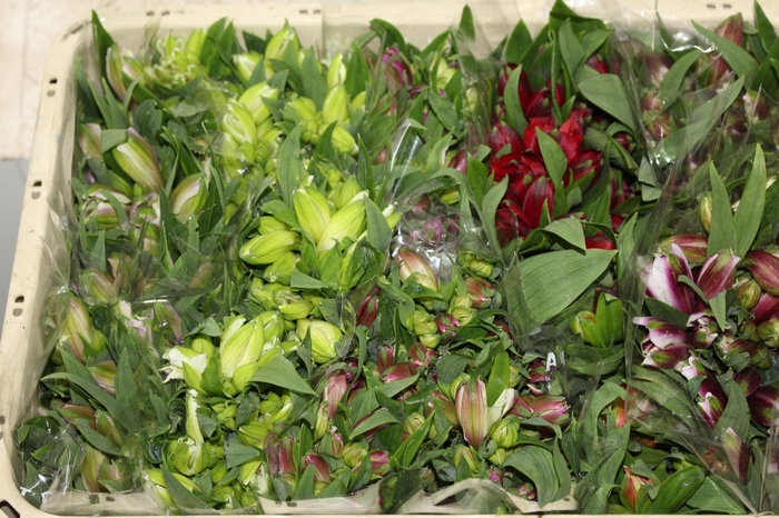 <h4>ALSTROEMERIA VARIADO 080 CM</h4>