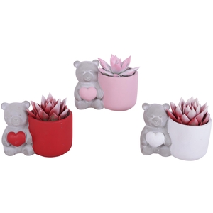 Valentine Arr. Succulent Ceramic Lovebearpot Heart Ø14cm 1PP
