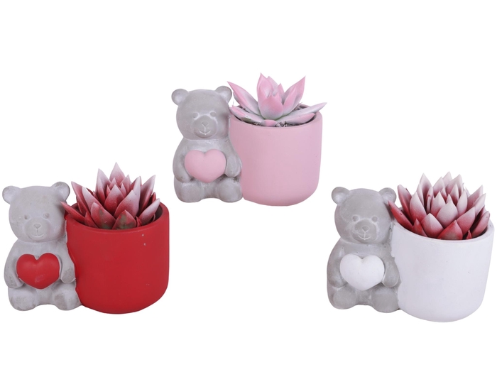 <h4>Valentine Arr. Succulent Ceramic Lovebearpot Heart Ø14cm 1PP</h4>
