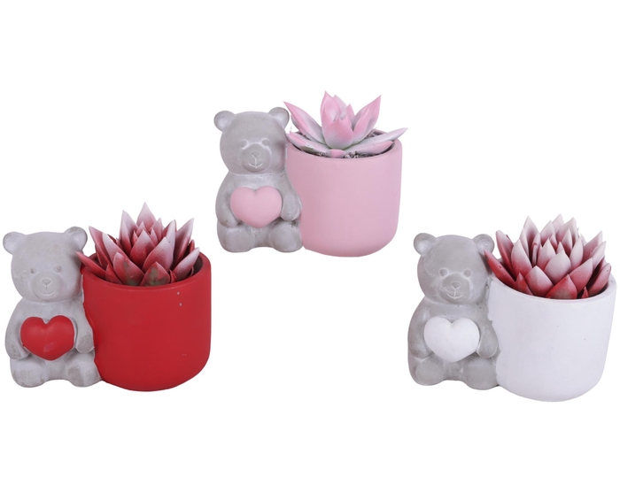 <h4>Valentine Arr. Succulent Ceramic Lovebearpot Heart Ø14cm 1PP</h4>