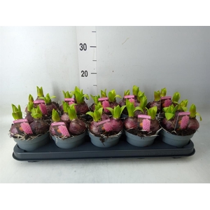 Hyacinthus orie. 'Pearl Pink'