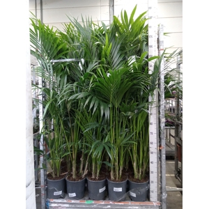Howea forsteriana