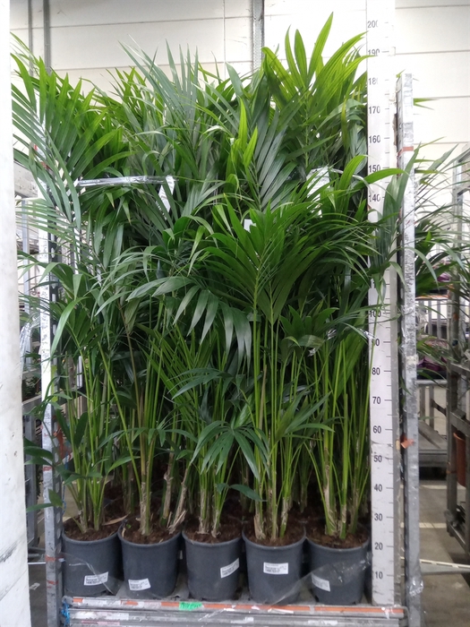 <h4>Howea forsteriana</h4>