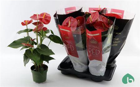 <h4>Anthu An Oklahoma 6+</h4>