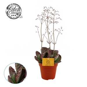 Kalanchoe Humilis 12cm