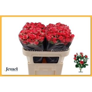 Rosa spray fireworks