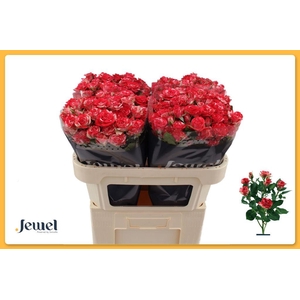 Rosa spray fireworks