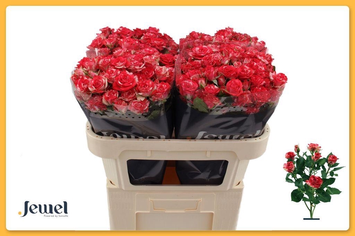 <h4>Rosa spray fireworks</h4>