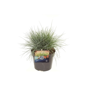 Festuca glauca Elijah Blue