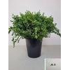 EUC PARVIFOLIA PER STEEL-IT-